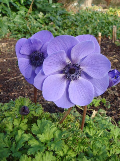 Anemone coronaria fleur bleue